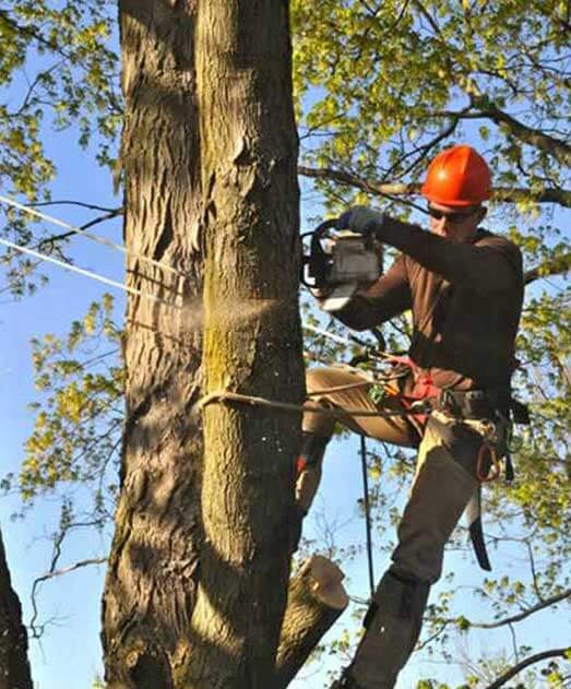 Arborists Providing Tree Lopper Service