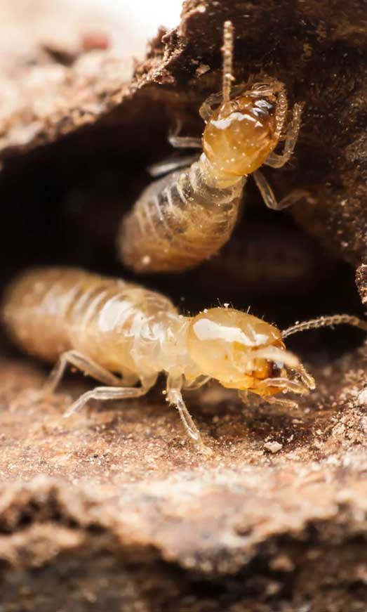 termite treatment expert