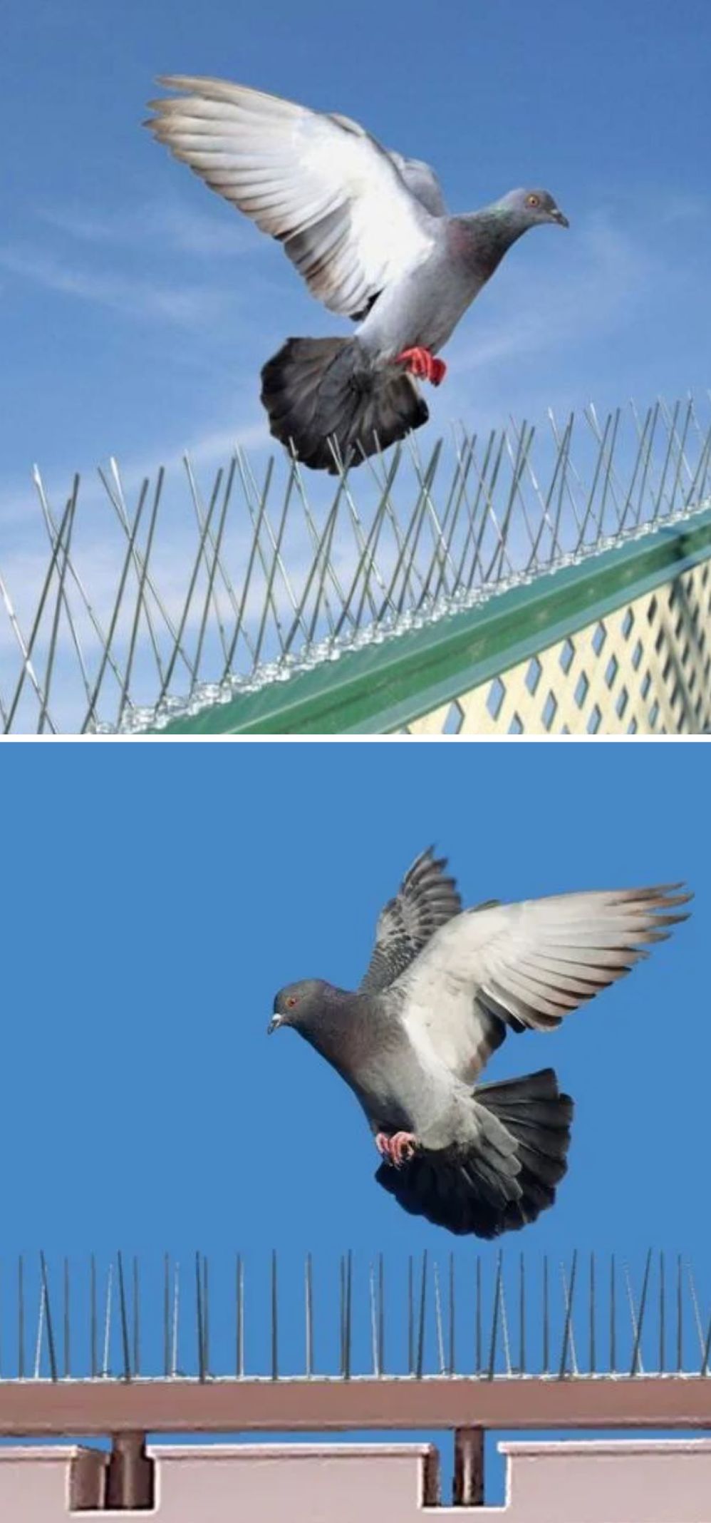 Bird Proofing Services