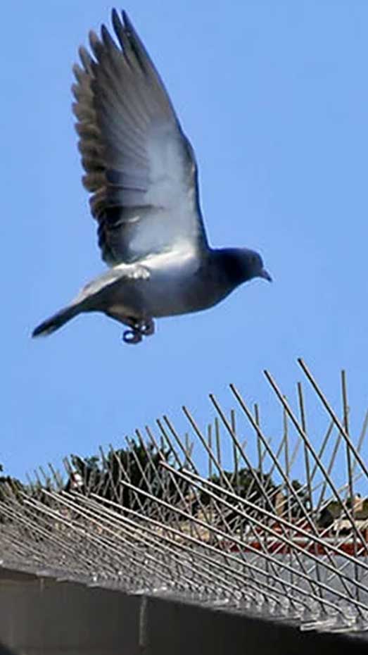 Bird Proofing Services
