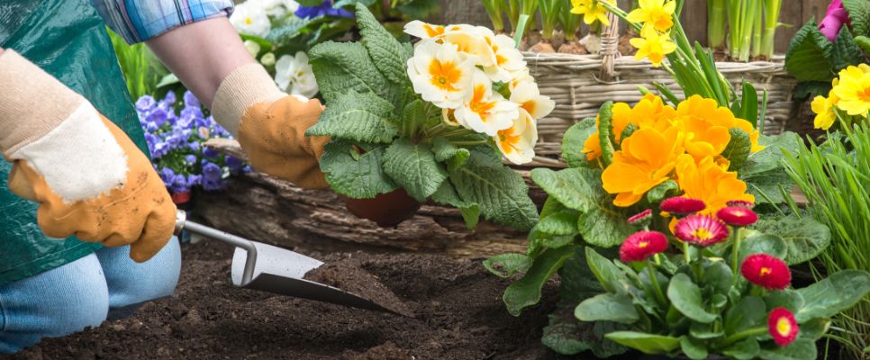 Top Winter Flowering Plants