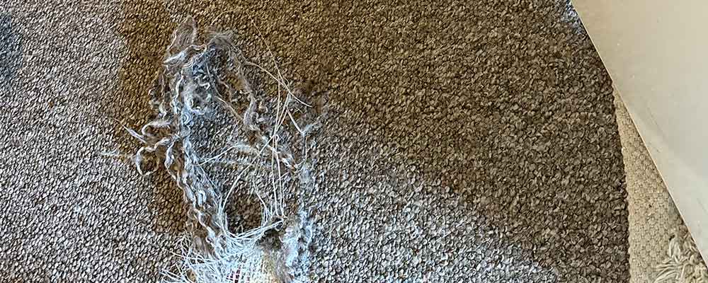 Carpet Repair Expert