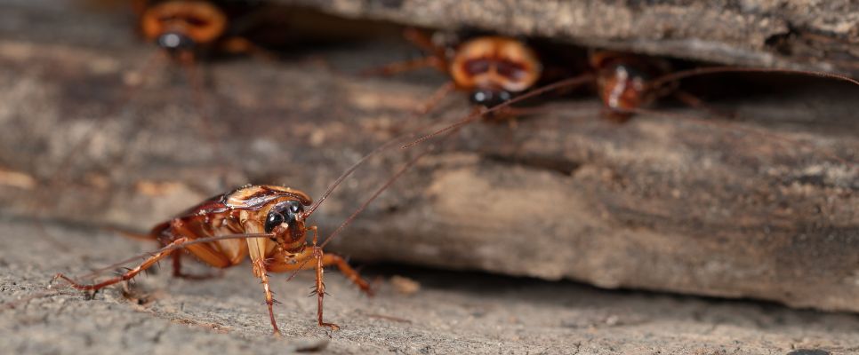 Cockroach Pest Control