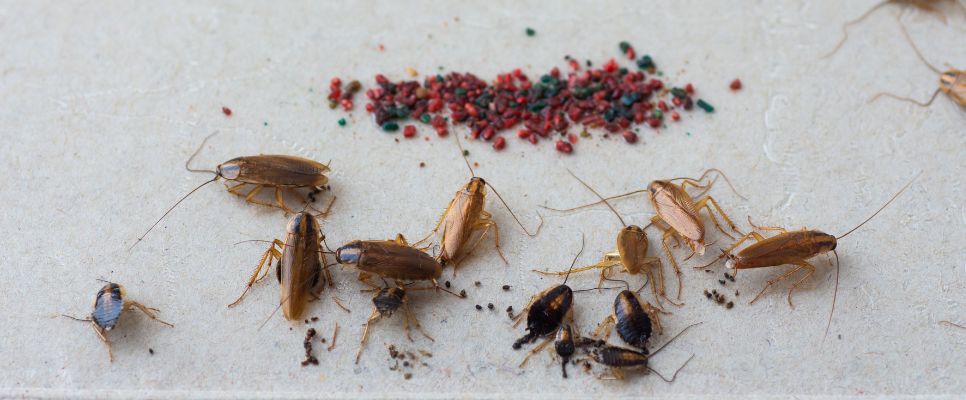 Cockroaches Identified in Australia