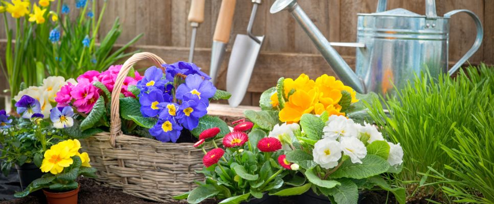 Creating a Stunning Winter Garden