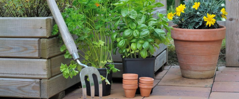 Easy-to-Grow Plants For Your Balcony