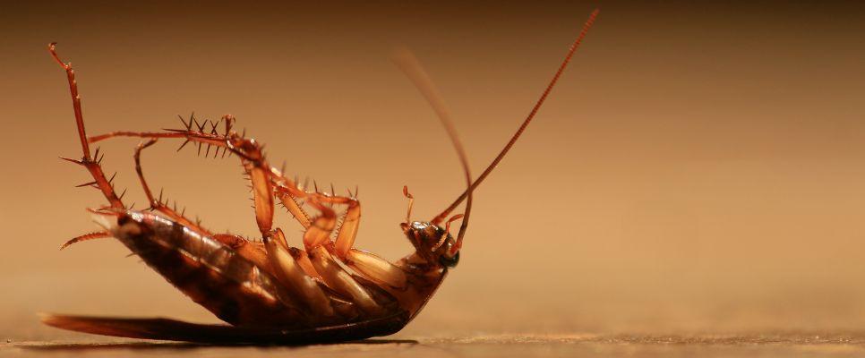 Eliminating German Cockroaches