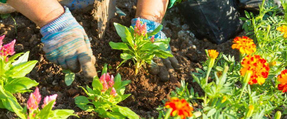 Flowers to Plant in Autumn