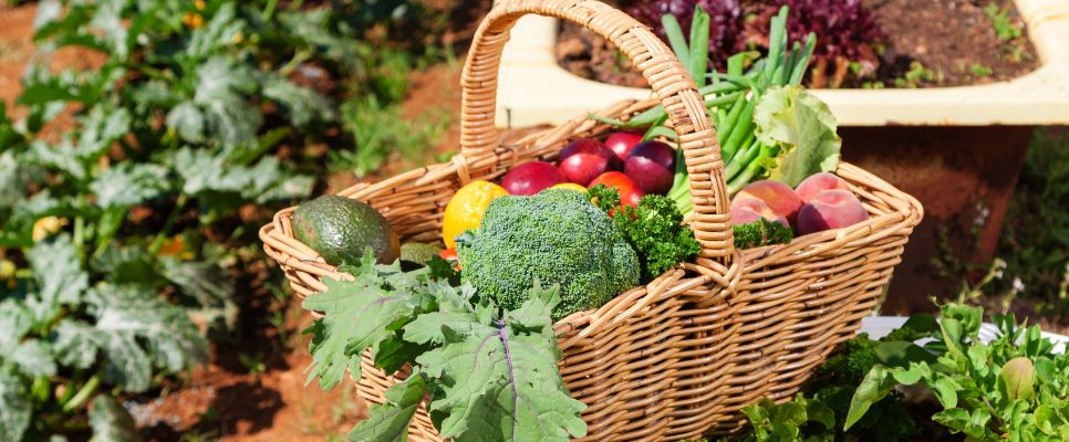 Fruits and Vegetables To Grow in Summer