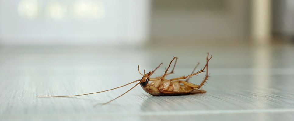 Hiding Spots for German Cockroaches