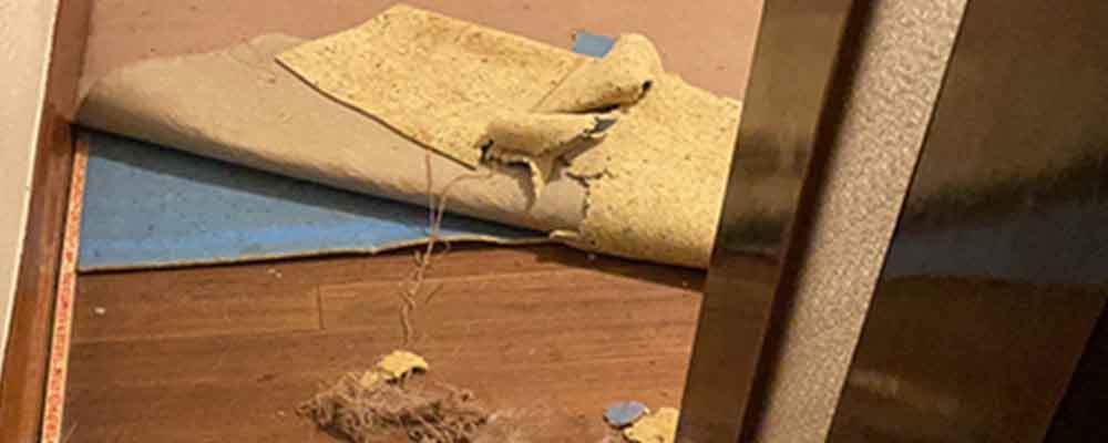 How to Choose the Best Carpet Repair Specialist