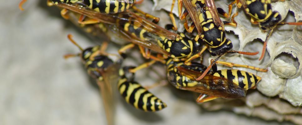 How Wasps Build Their Nests