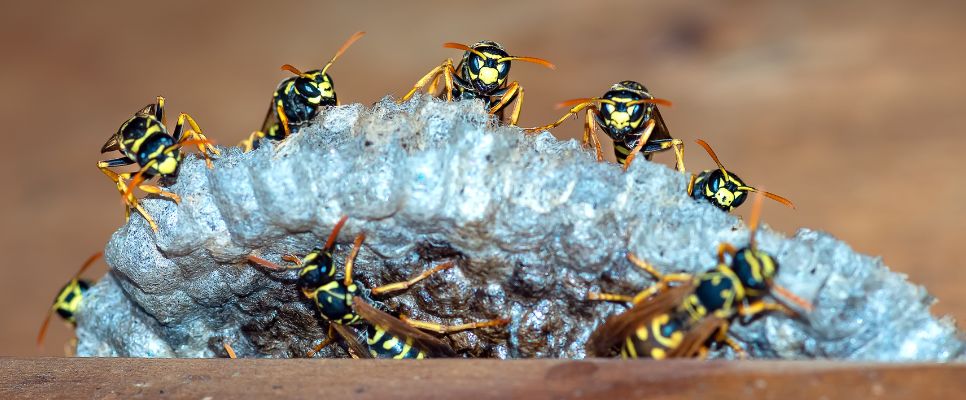 Identifying Wasps and Their Nests