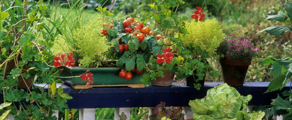 Low-Maintenance Balcony Plants