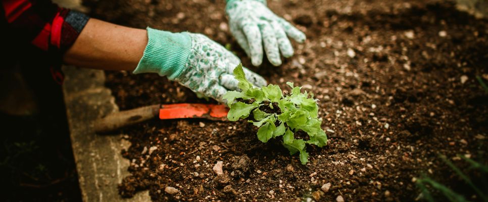 Prepare Your Garden for Spring