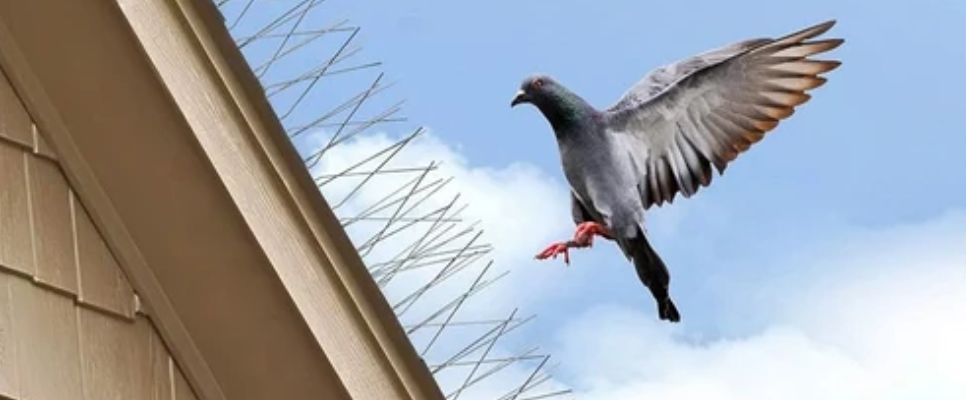 Types of Bird Proofing Solutions