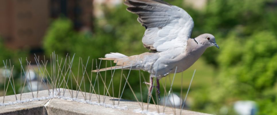Understanding Bird Proofing