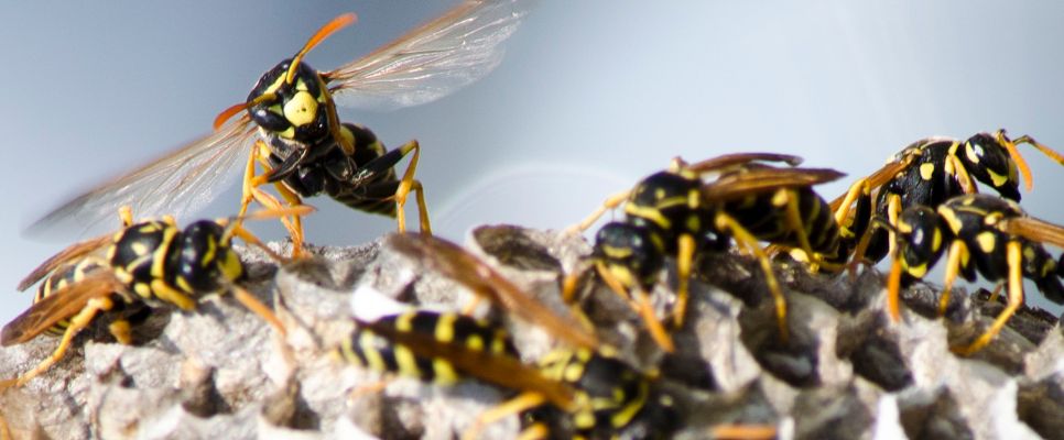Wasp Removal Professional