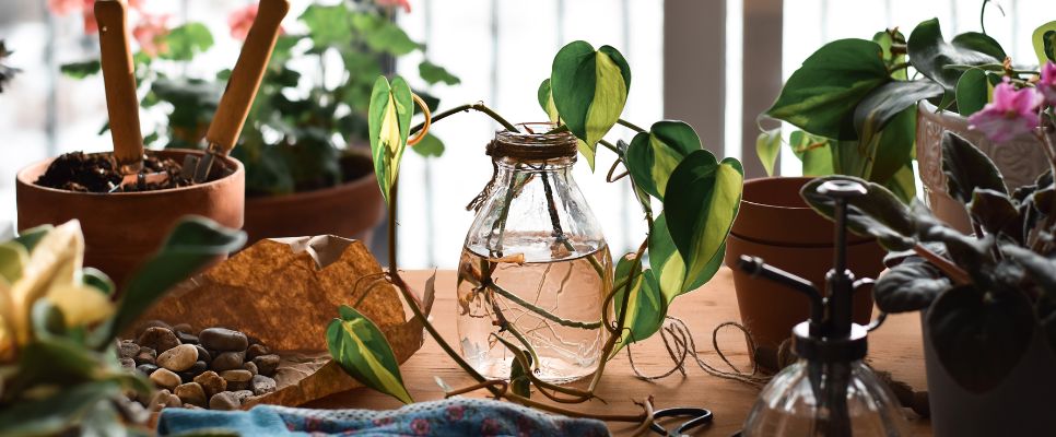 Why Grow Plants from Cuttings