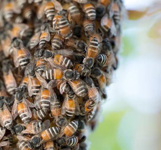 Why Bees Are Important