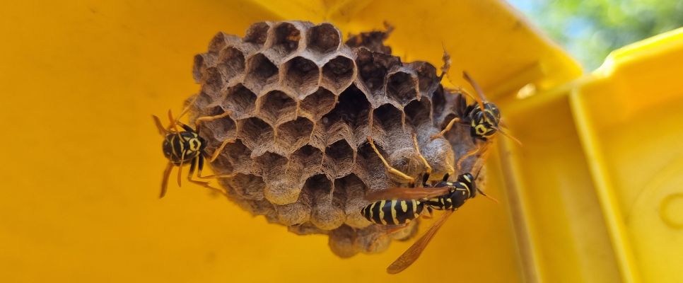 Average Cost for Wasp Nest Removal