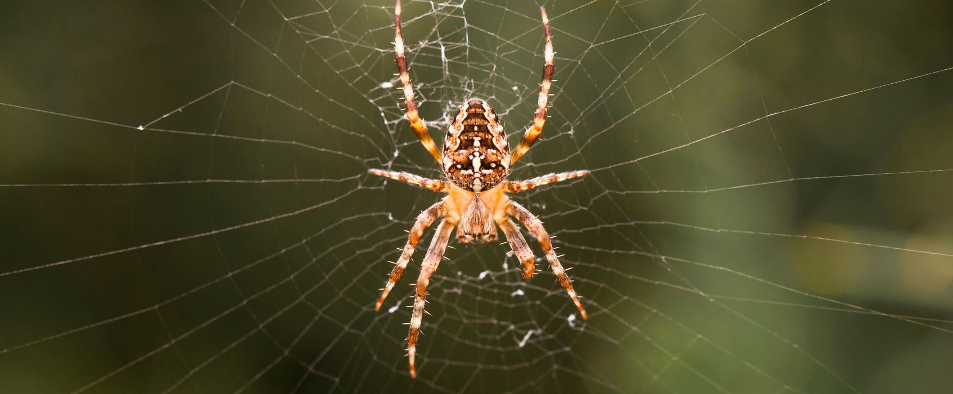Common Spider Species In Australia
