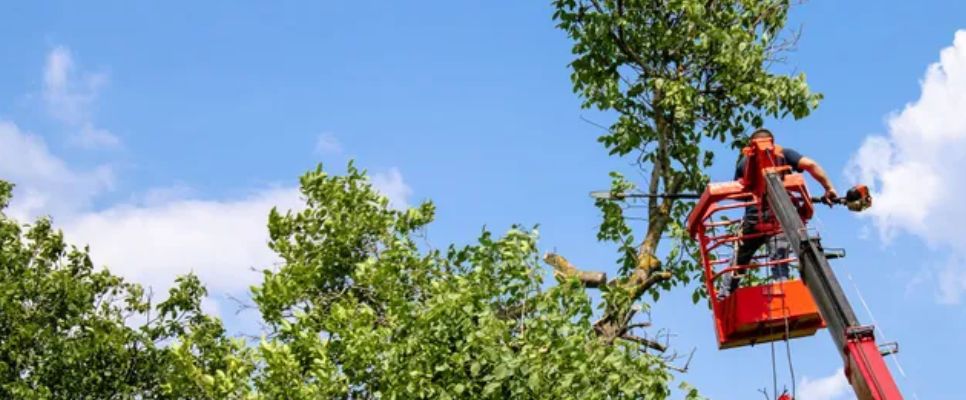 Difference Between Tree Lopping and Pruning