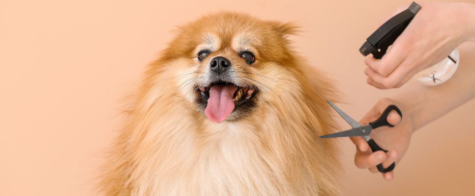  Dog Groomer