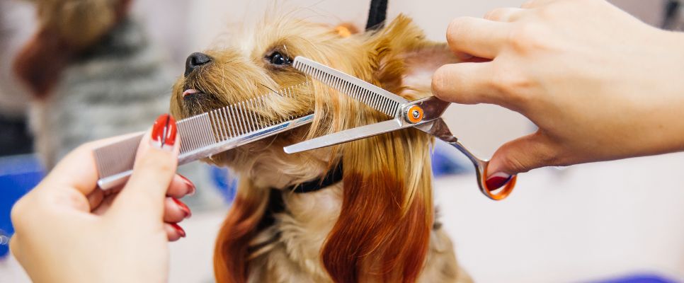 How Much Does Dog Grooming Cost