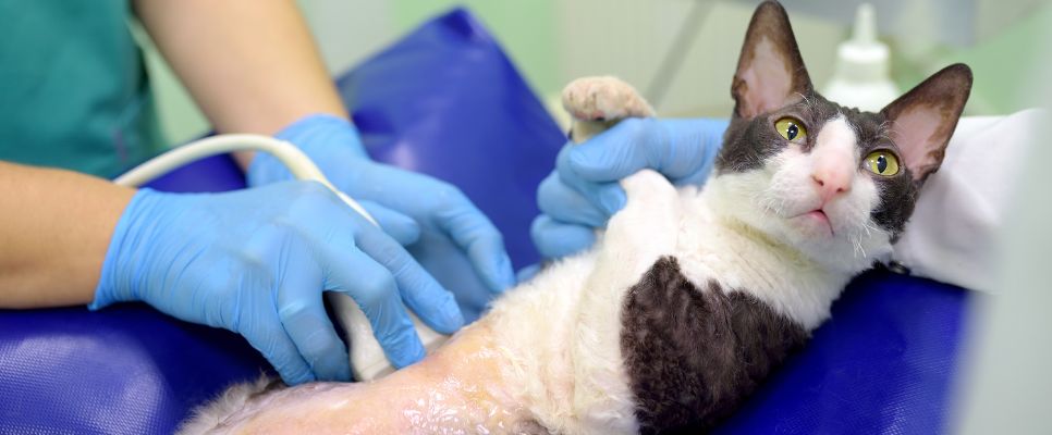 How Much Does Pet Care Cost