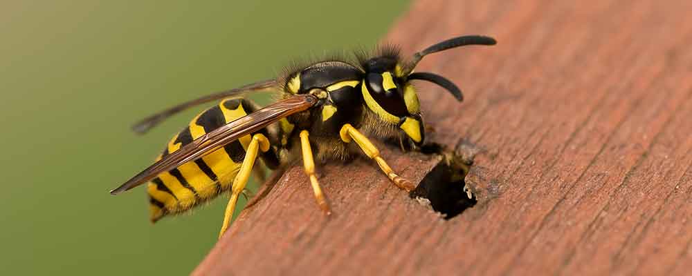 How to Control European Wasps
