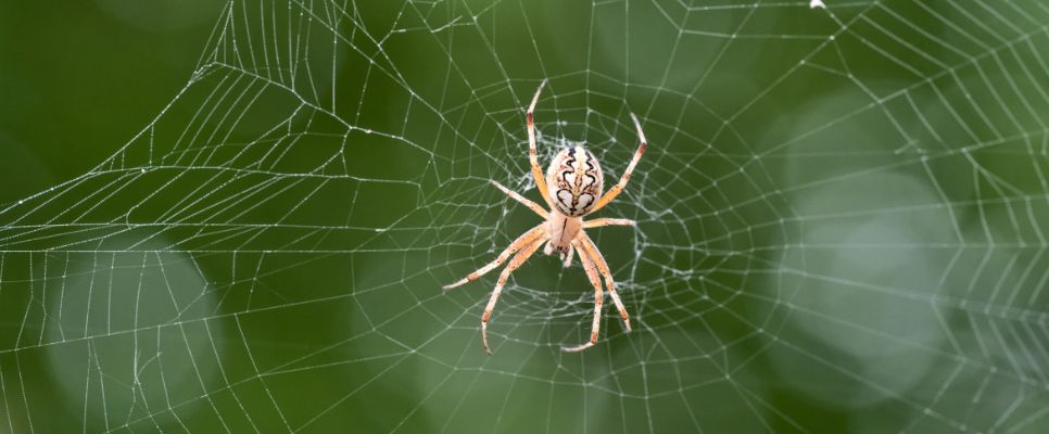 How to Save Money on Spider Control