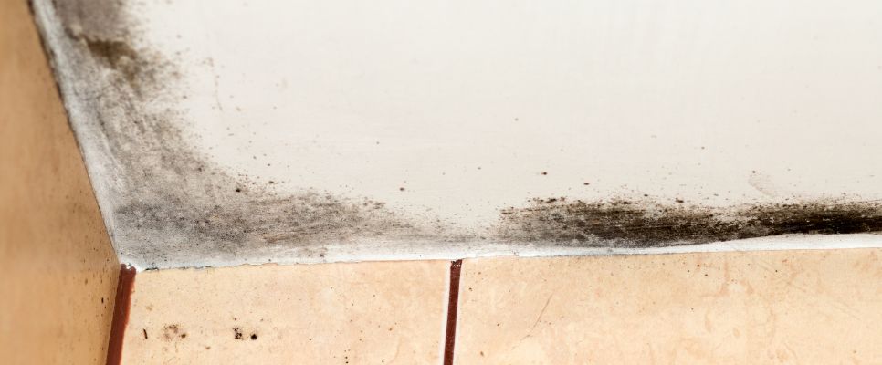 Mould Removal Services