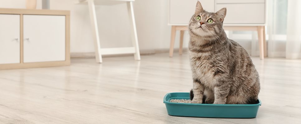 Pet Care Services