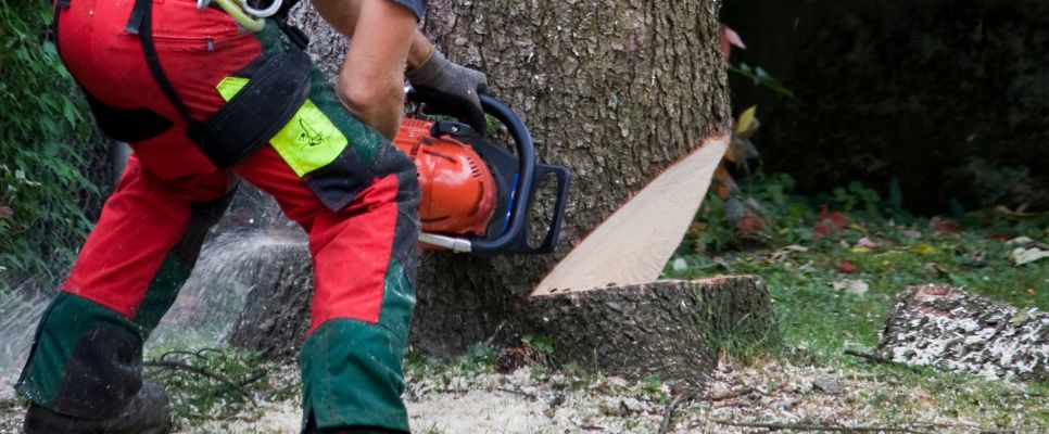 Professional Stump Grinding
