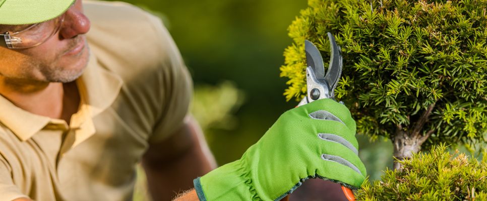 The Landscaping Cost