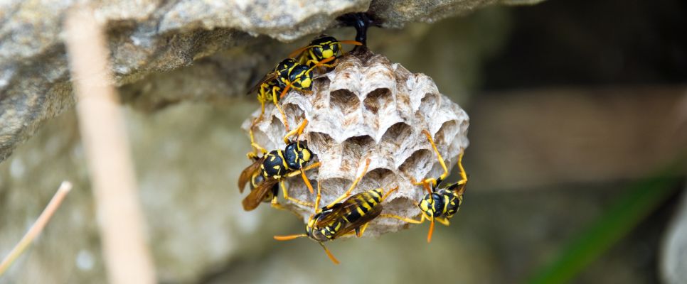 Tips for Wasp Management