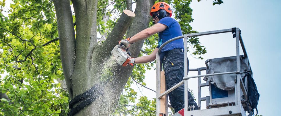 Tree Lopping Cost