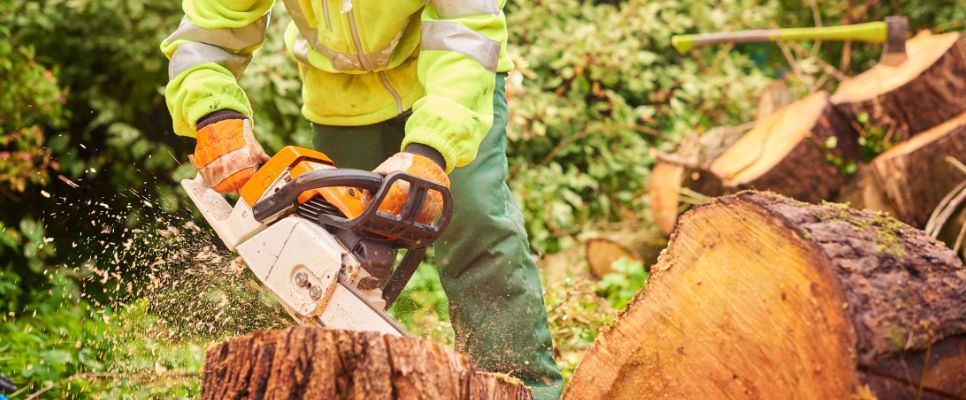 What Does a Tree Surgeon