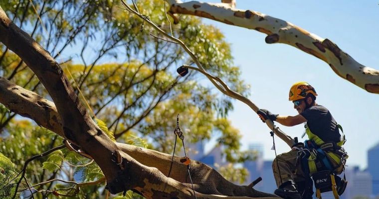 Affordable Tree Lopping Services