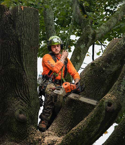 Hiring An Arborist