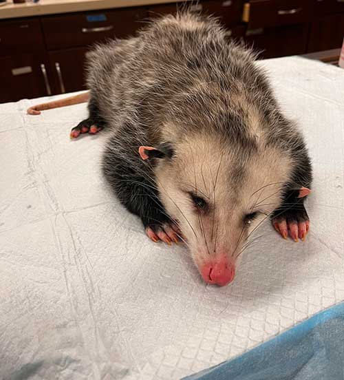 Hire Local Possum Removal Expert Near You