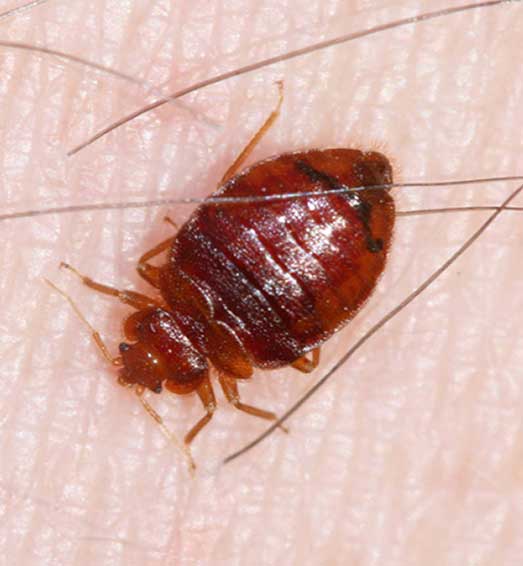 Hiring A Bed Bug Controller