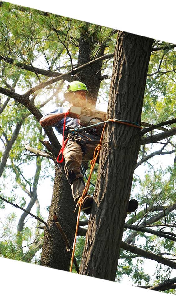 Hiring Arborist in Australia