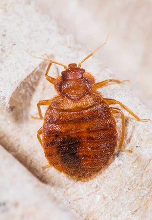 Professional Bed Bugs Control