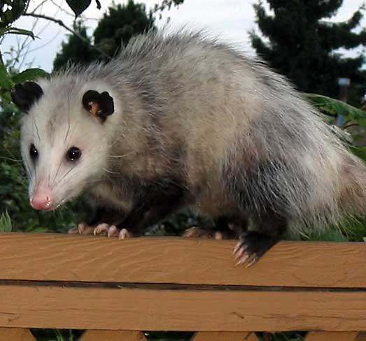 Possum Removal and Trapping Regulations