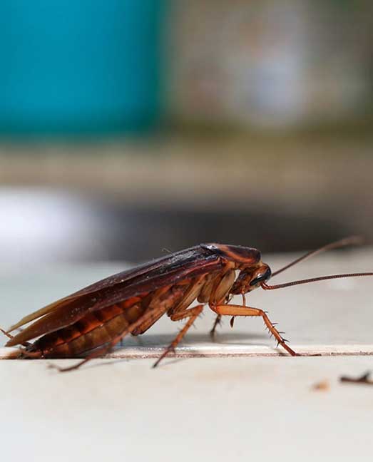 Professional Cockroach Treatment Process