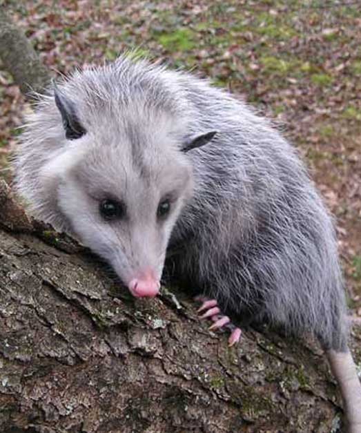 Professional Possum Removal Services