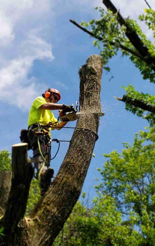 Tree Removal Experts Of Your Area