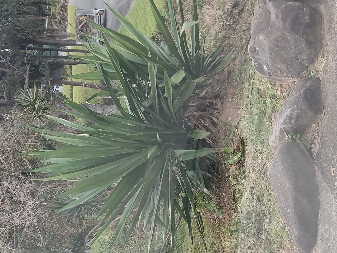 St